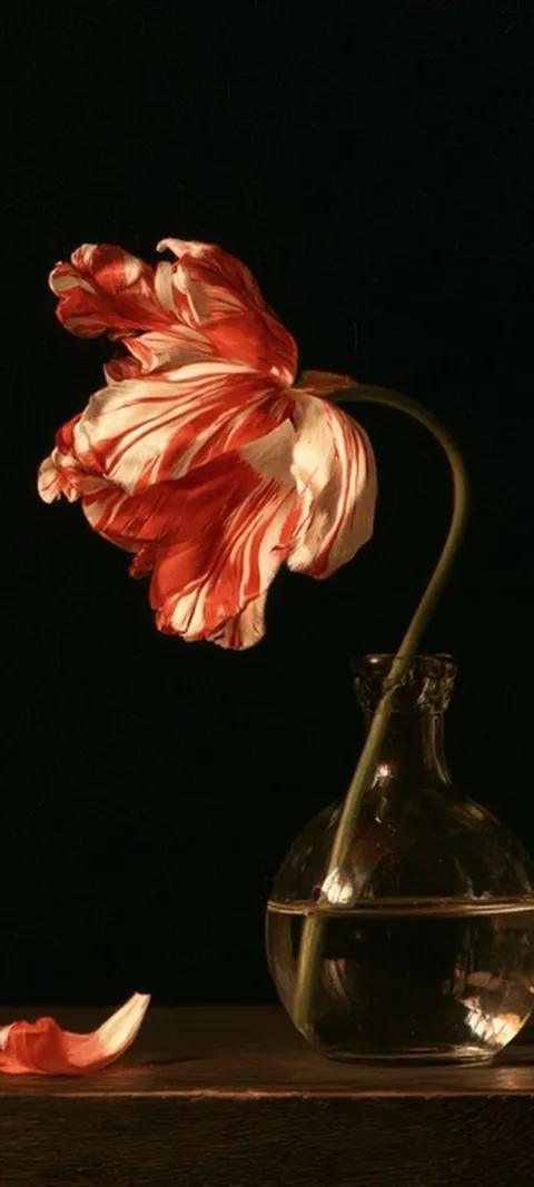 Baroque Tulip Still — Spring wallpaper for iPhone and Android by ScreenLux