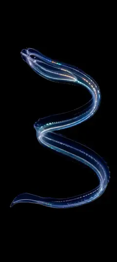 Bioluminescent Serpent — Deep Sea collection wallpaper by ScreenLux