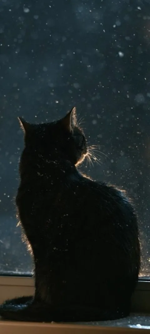 Black Cat Window — Android live wallpaper for iPhone and Android by ScreenLux