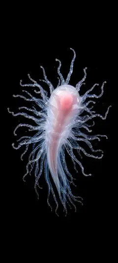 Deep Sea Organism — Deep Sea collection wallpaper by ScreenLux
