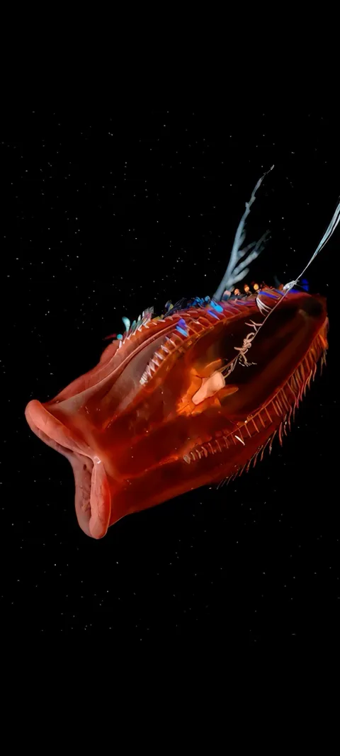 Deep Sea Red — Nature wallpaper for iPhone and Android by ScreenLux