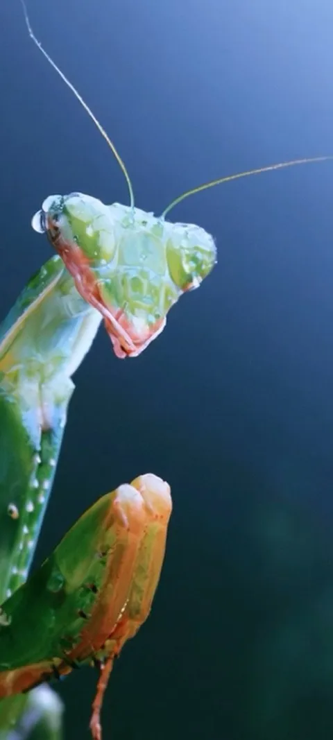 Dewy Mantis Portrait — Android live wallpaper for iPhone and Android by ScreenLux