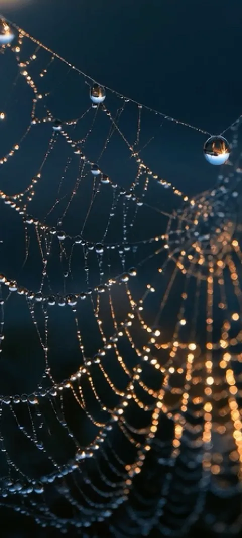 Dewy Spiderweb Glow — Android live wallpaper for iPhone and Android by ScreenLux