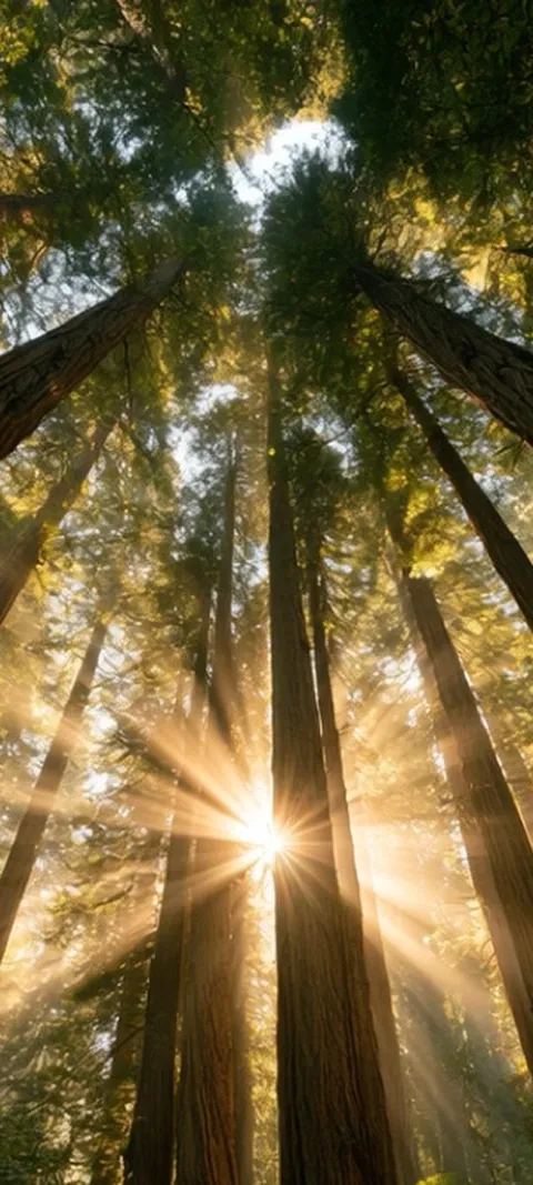 Forest Sunburst — Fall live wallpaper for iPhone and Android by ScreenLux