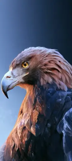 Golden Eagle Gaze — Living Wild collection wallpaper by ScreenLux