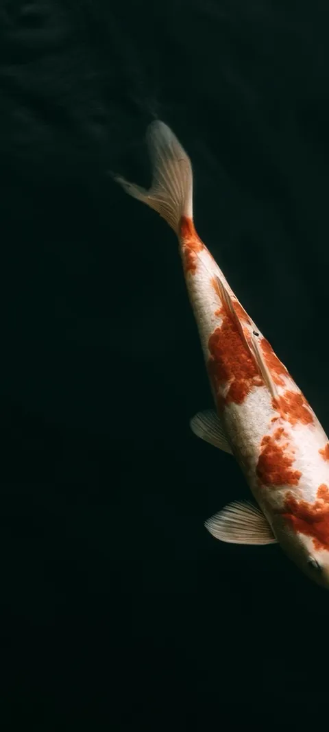 Koi Fish Time — Minimal wallpaper for iPhone and Android by ScreenLux