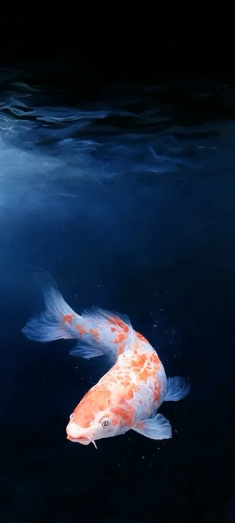 Koi In Deep — Android live wallpaper for iPhone and Android by ScreenLux
