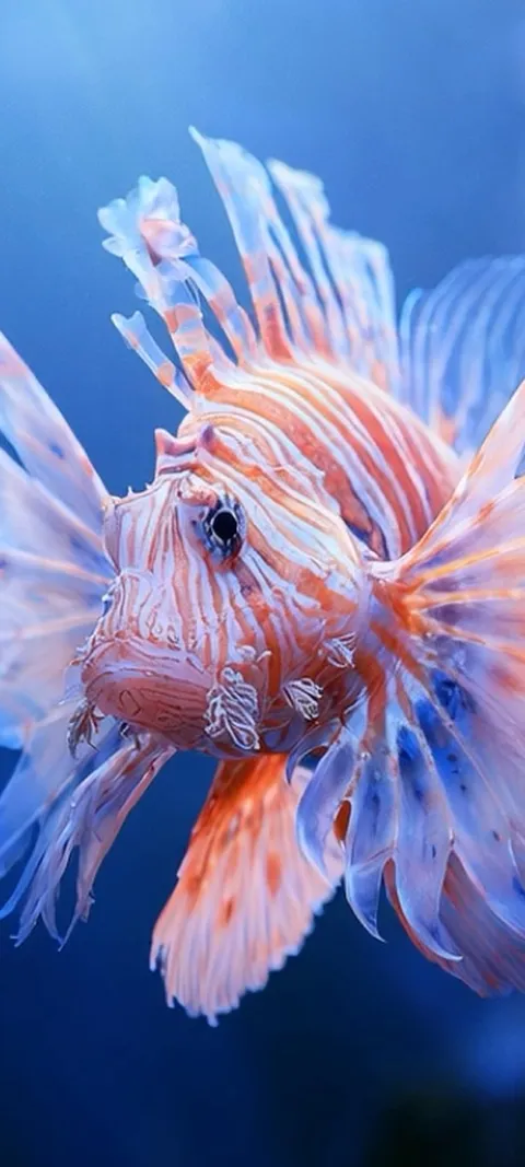Lionfish Undersea — Android live wallpaper for iPhone and Android by ScreenLux