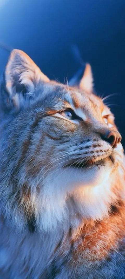 Lynx Golden Gaze — Android live wallpaper for iPhone and Android by ScreenLux