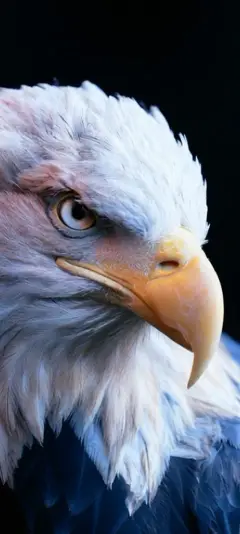 Majestic Bald Eagle — Living Wild collection wallpaper by ScreenLux