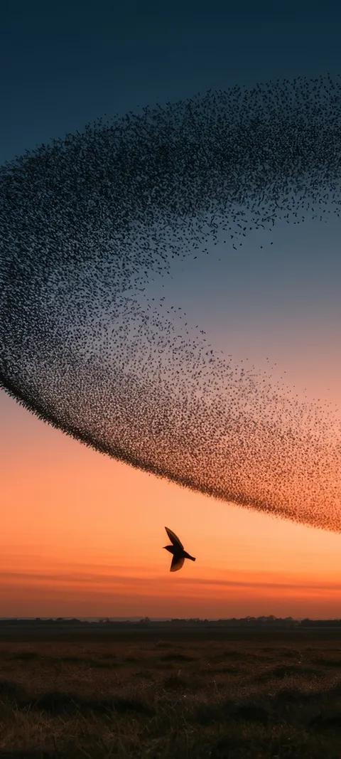 Murmuration Sunset — Fall wallpaper for iPhone and Android by ScreenLux
