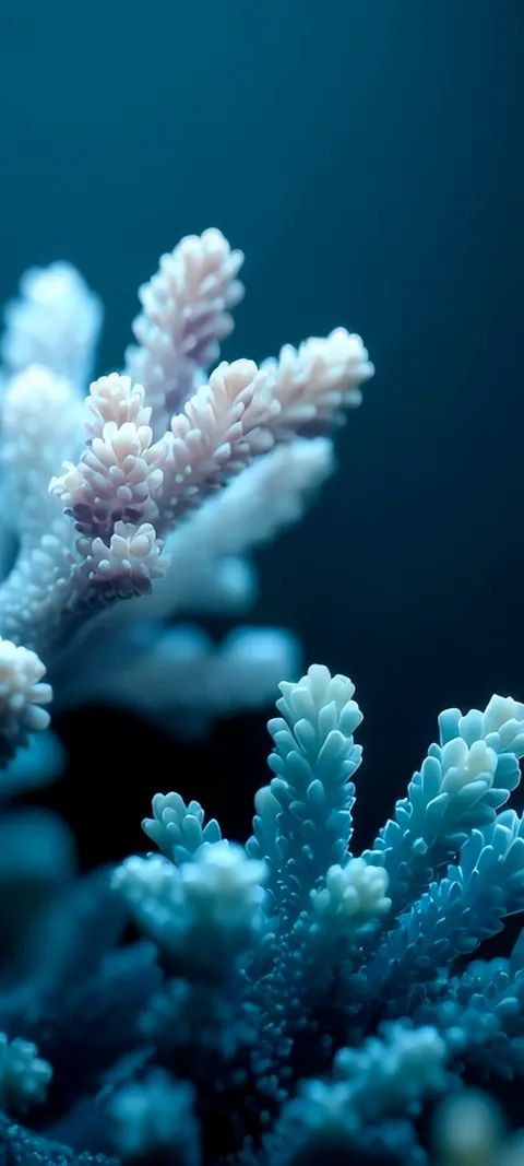 Ocean Coral — Nature wallpaper for iPhone and Android by ScreenLux