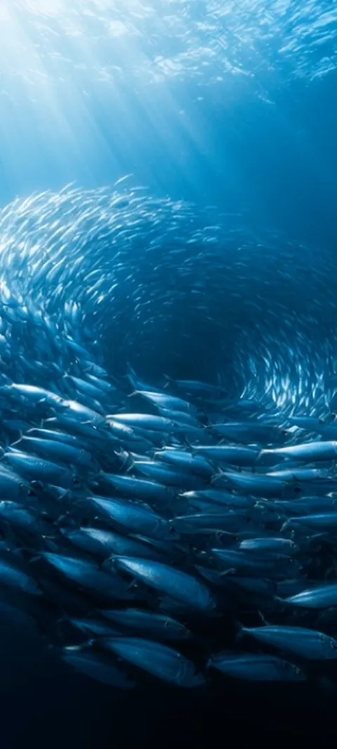 Oceanic Fish Vortex — Live live wallpaper for iPhone and Android by ScreenLux