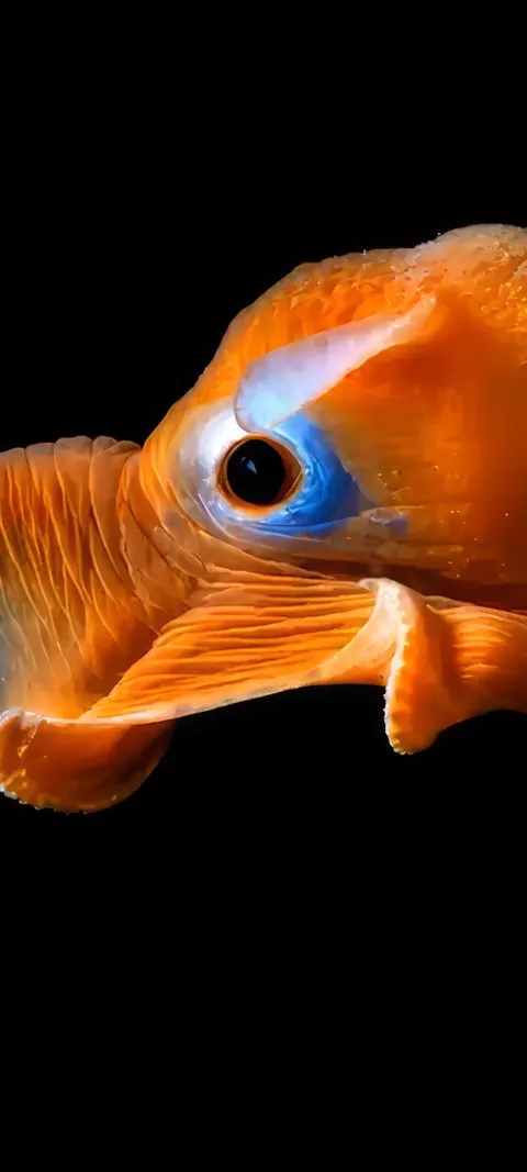 Oceanic Gaze — Summer wallpaper for iPhone and Android by ScreenLux