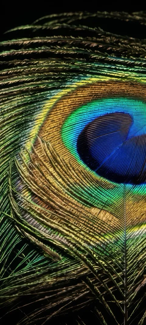 Peacock Plume — Nature wallpaper for iPhone and Android by ScreenLux