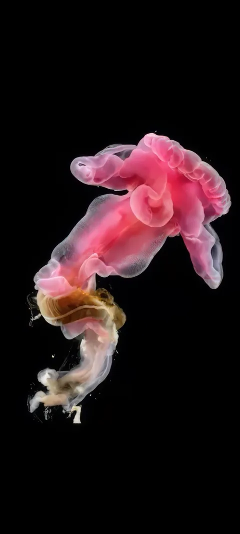 Pink Bloomer — Android wallpaper for iPhone and Android by ScreenLux