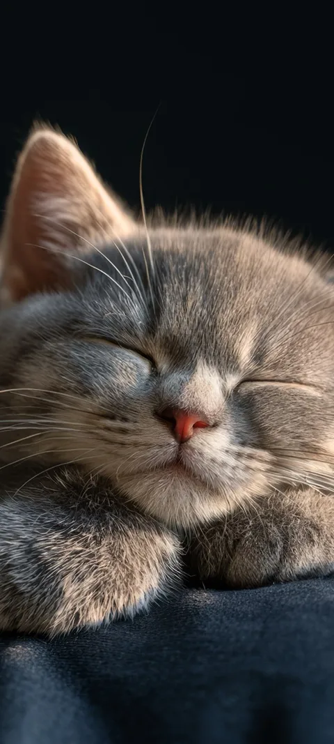 Sleeping Grey Kitten — Cute & Kawaii wallpaper for iPhone and Android by ScreenLux