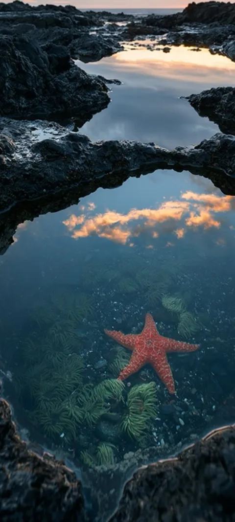 Tide Pool — Nature wallpaper for iPhone and Android by ScreenLux