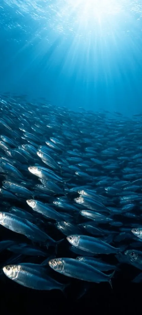 Underwater Fish Swarm — iPad live wallpaper for iPhone and Android by ScreenLux